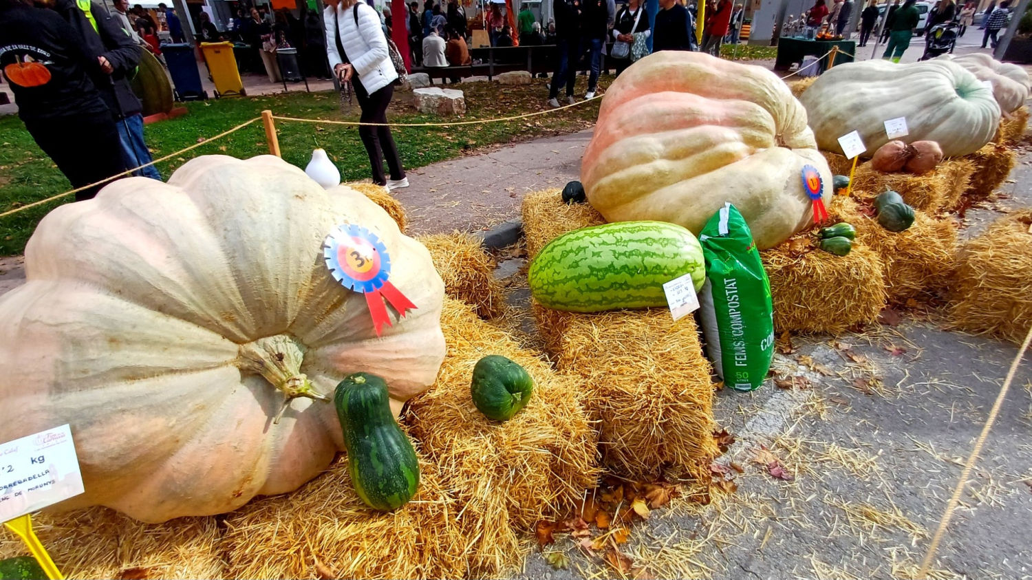 Calabazas gigantes expuestas en la Fira de la Carbassa de Calaf.