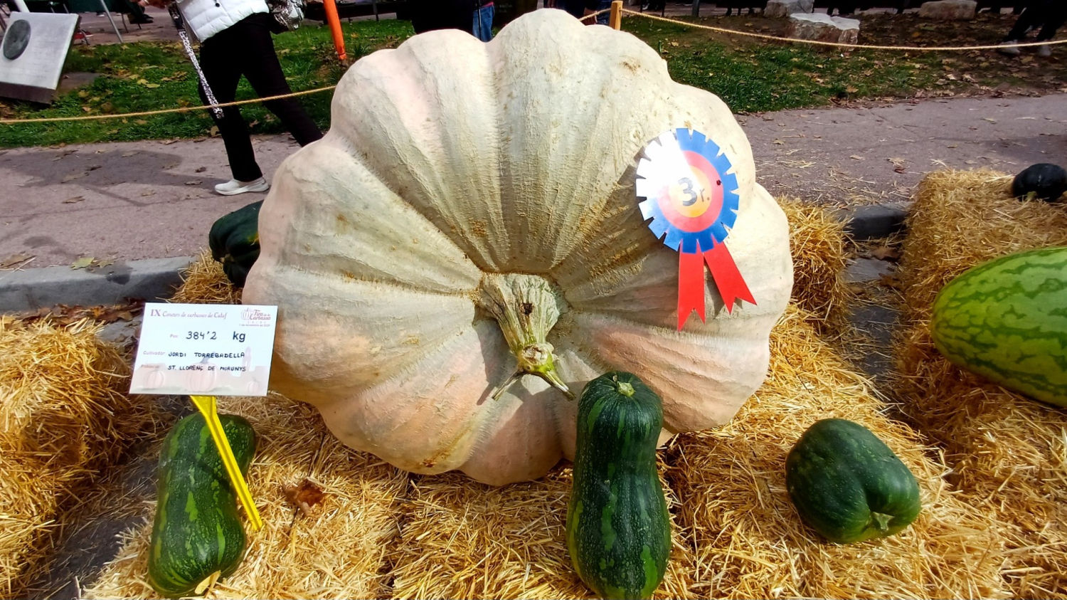 Calabaza tercer premio en la Fira de la Carbassa de Calaf.