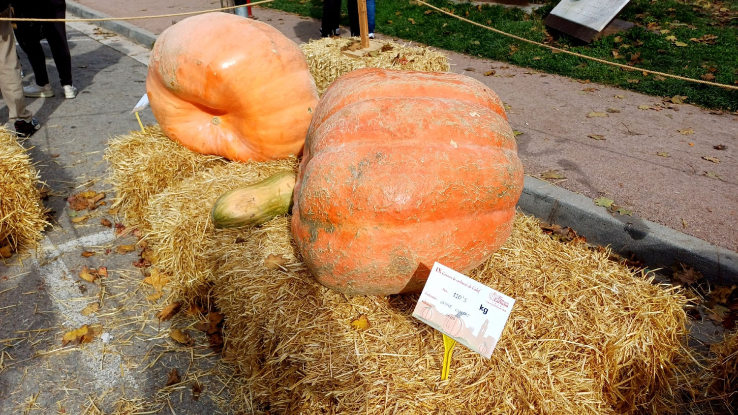 Calabazas naranjas de considerable tamaño, en la Fira de la Carbassa de Calaf.