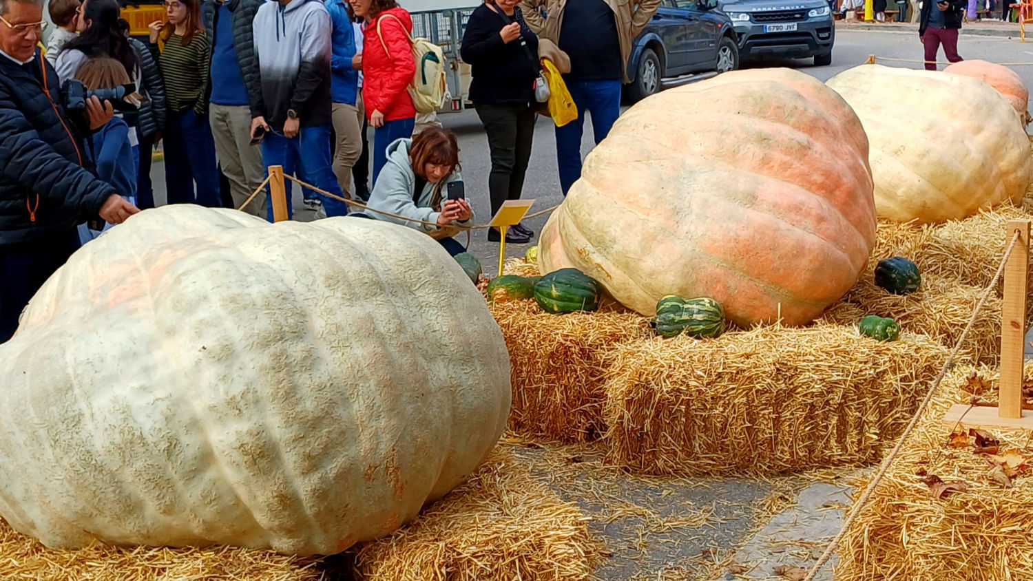 Fotografiando las calabazas gigantes de la Fira de la Carbassa de Calaf.