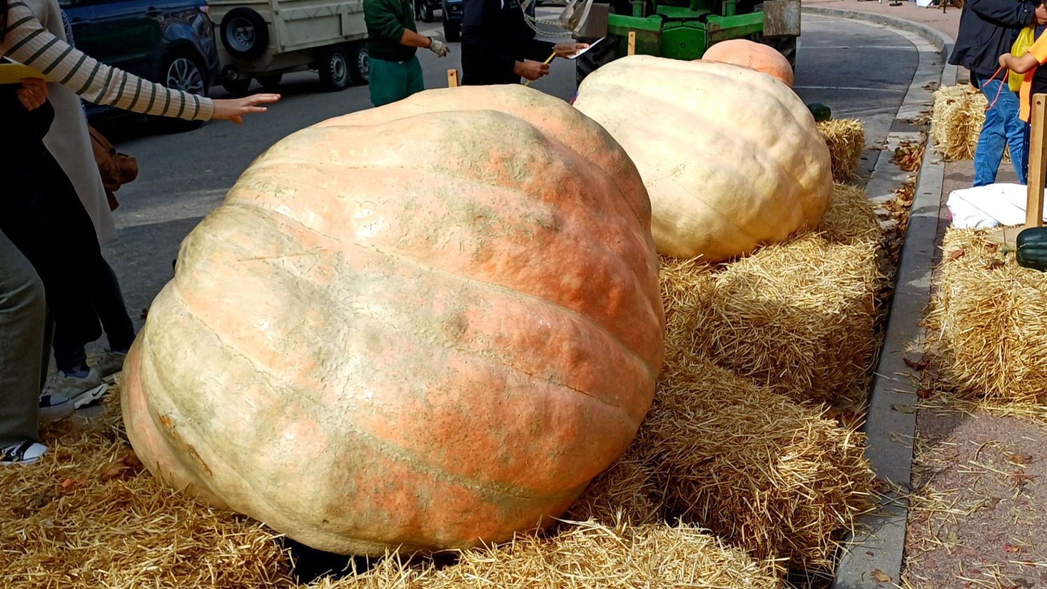 Tocando una calabaza gigante, en la Fira de la Carbassa de Calaf.