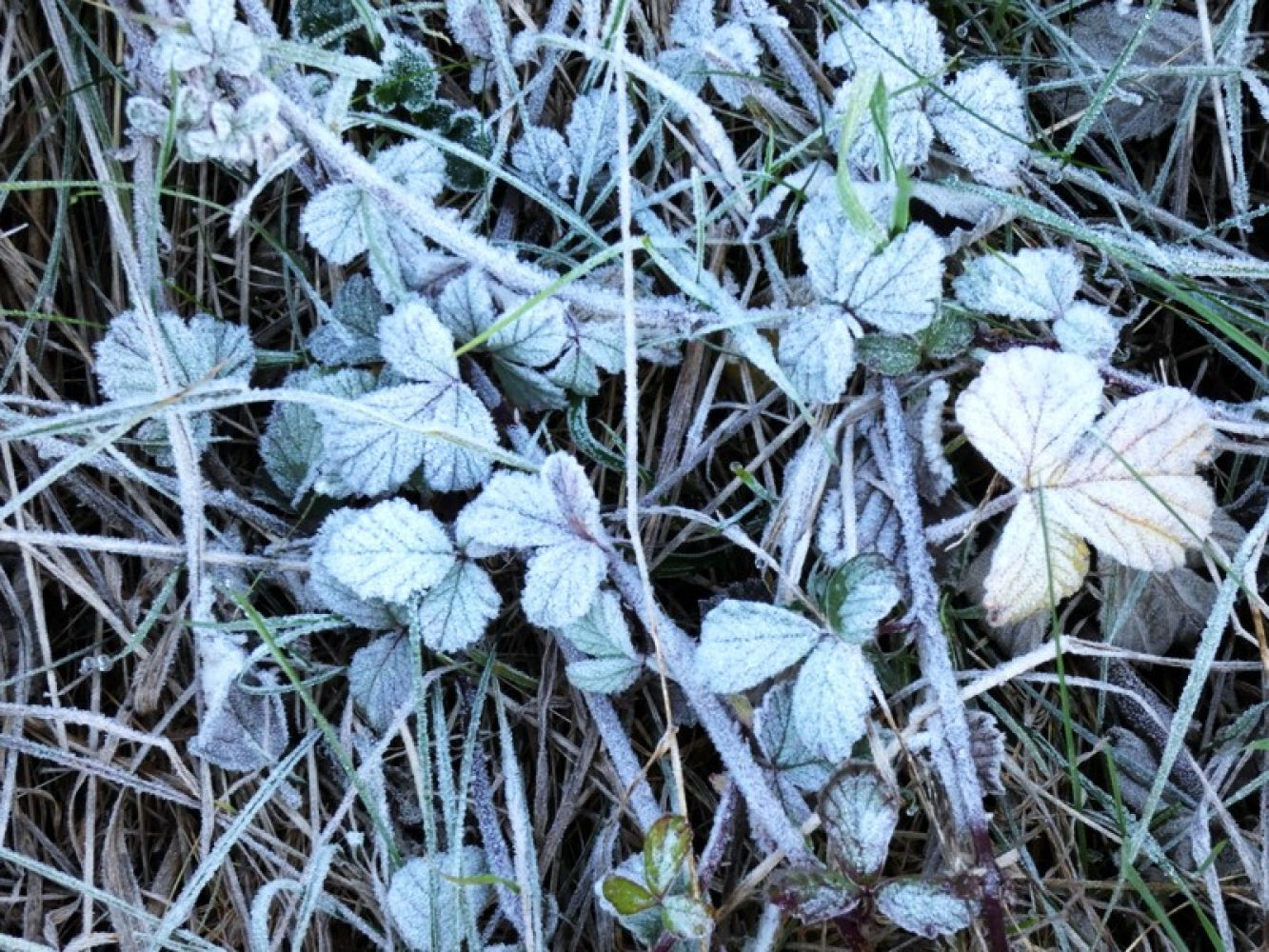 Helada matinal en el Turó de l'Home.