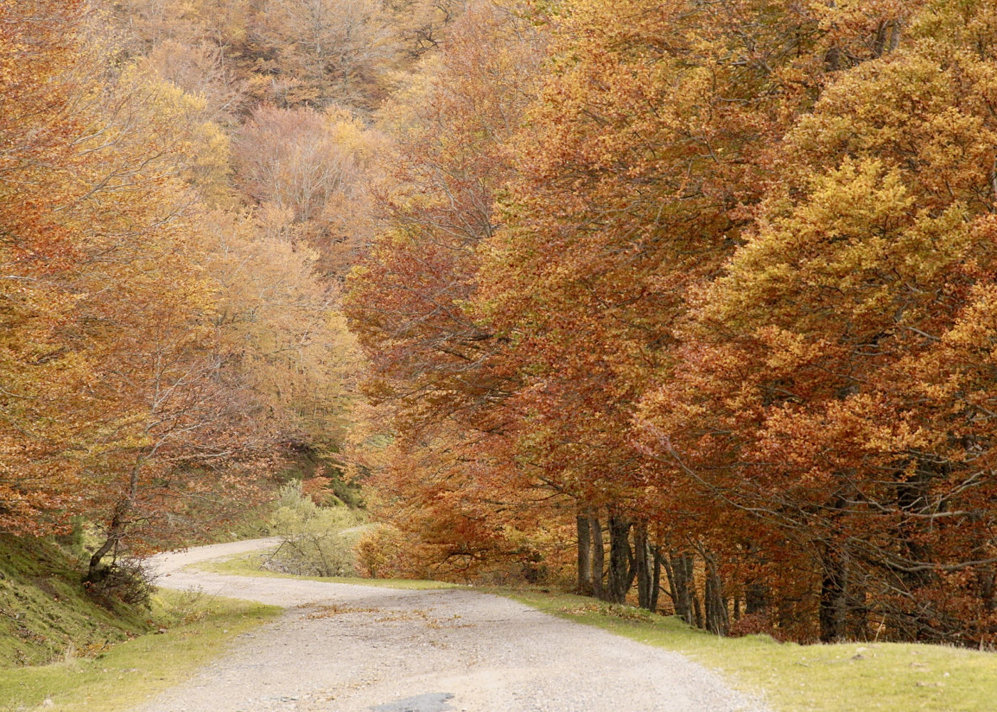 Camino del otoño en Ezcaray.