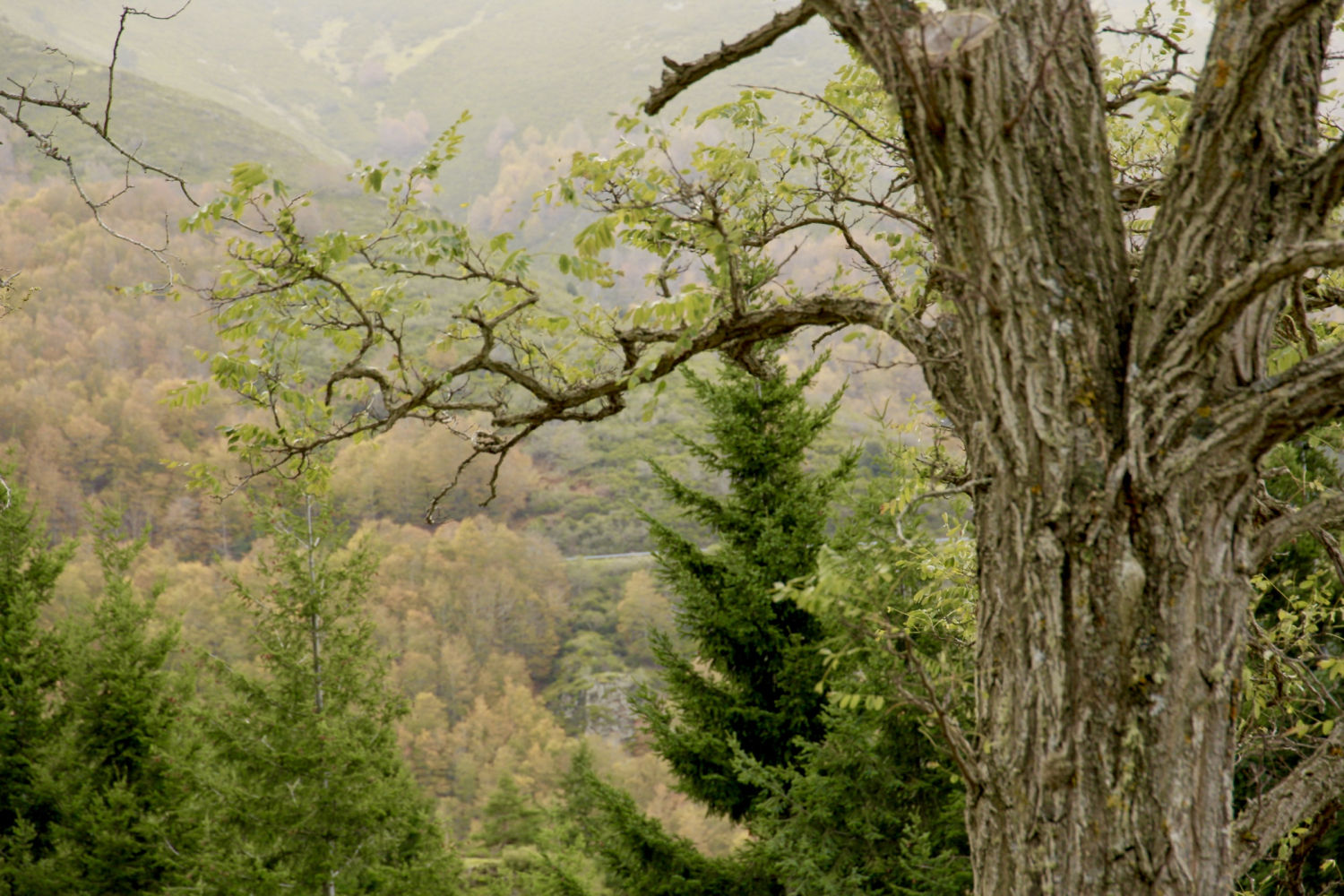 Variedad de árboles en Ezcaray.