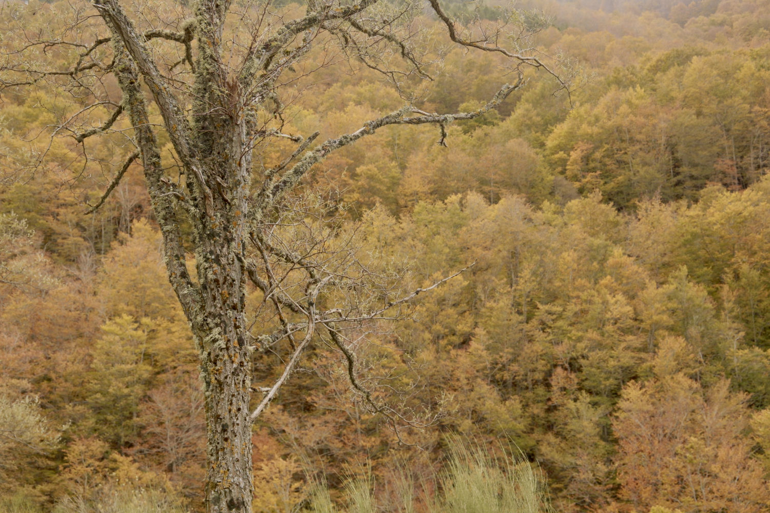 El gran color otoñal, en Ezcaray.