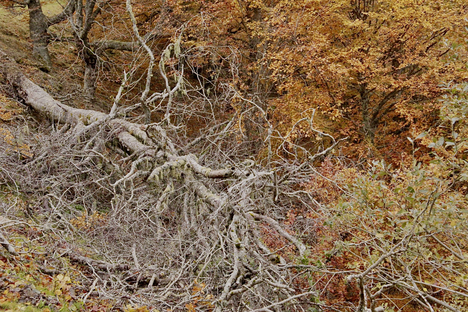 El paso del tiempo en el bosque de Ezcaray.