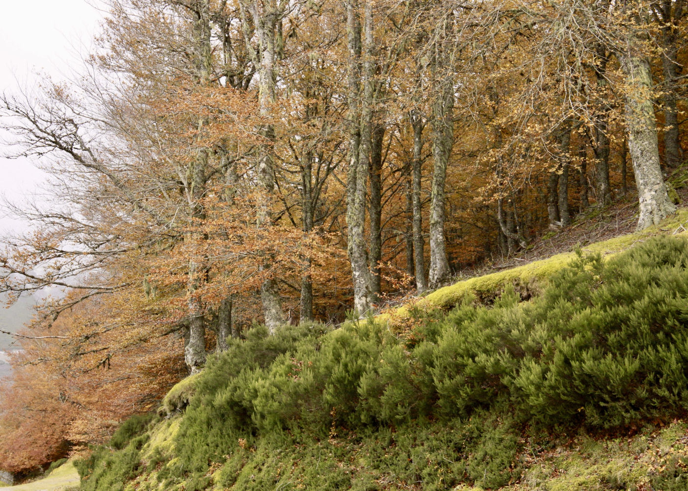 Árboles indicando el camino en Ezcaray.