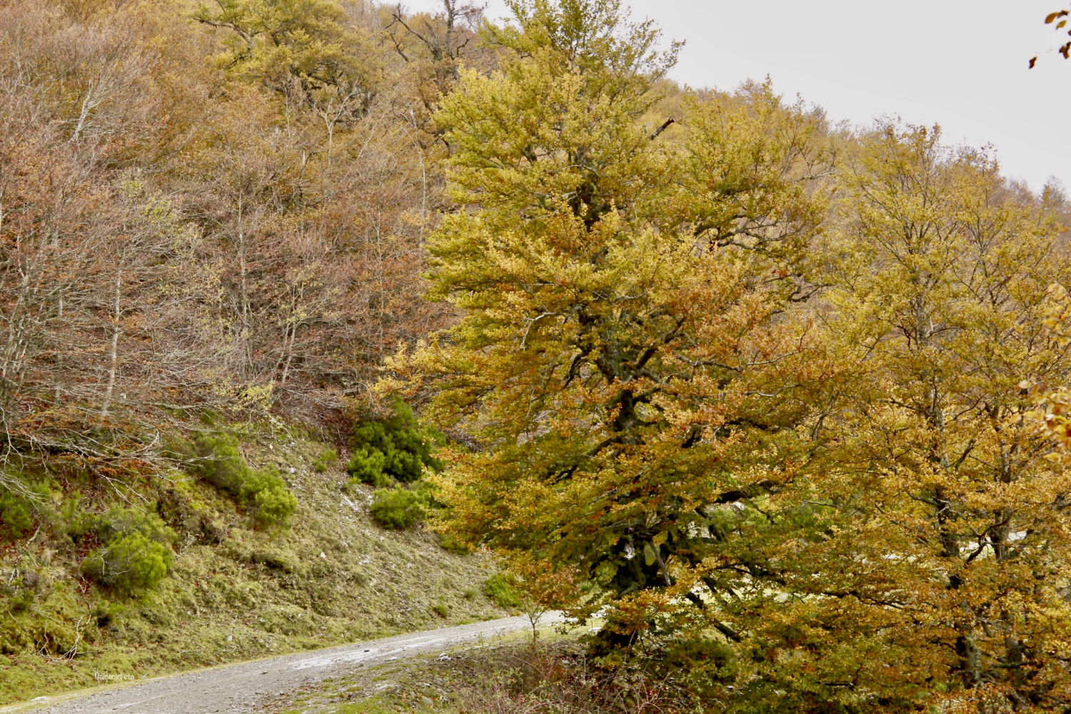 Senda otoñal en Ezcaray.