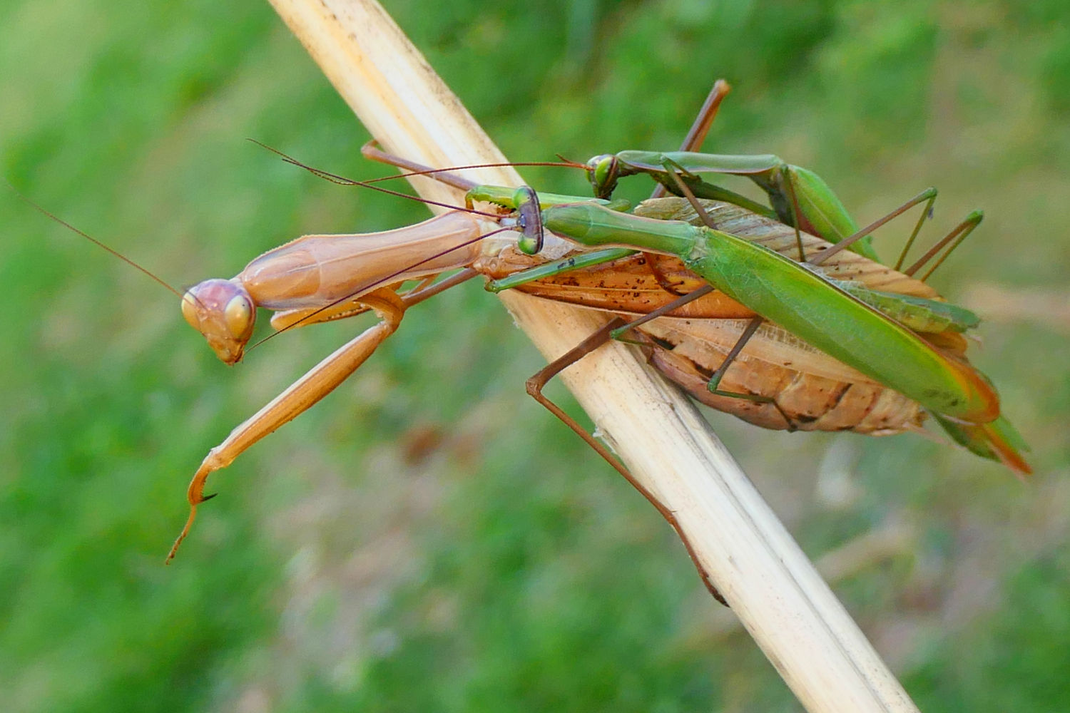 Mantis hembra con dos machos.