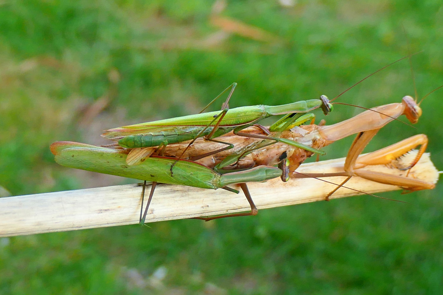La hembra con los dos pretendientes.