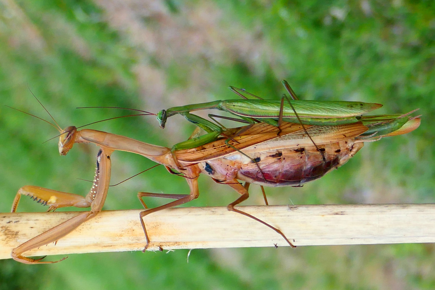 La hembra es más grande que el macho.