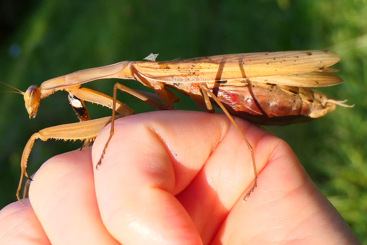 La hembra posada en la mano.
