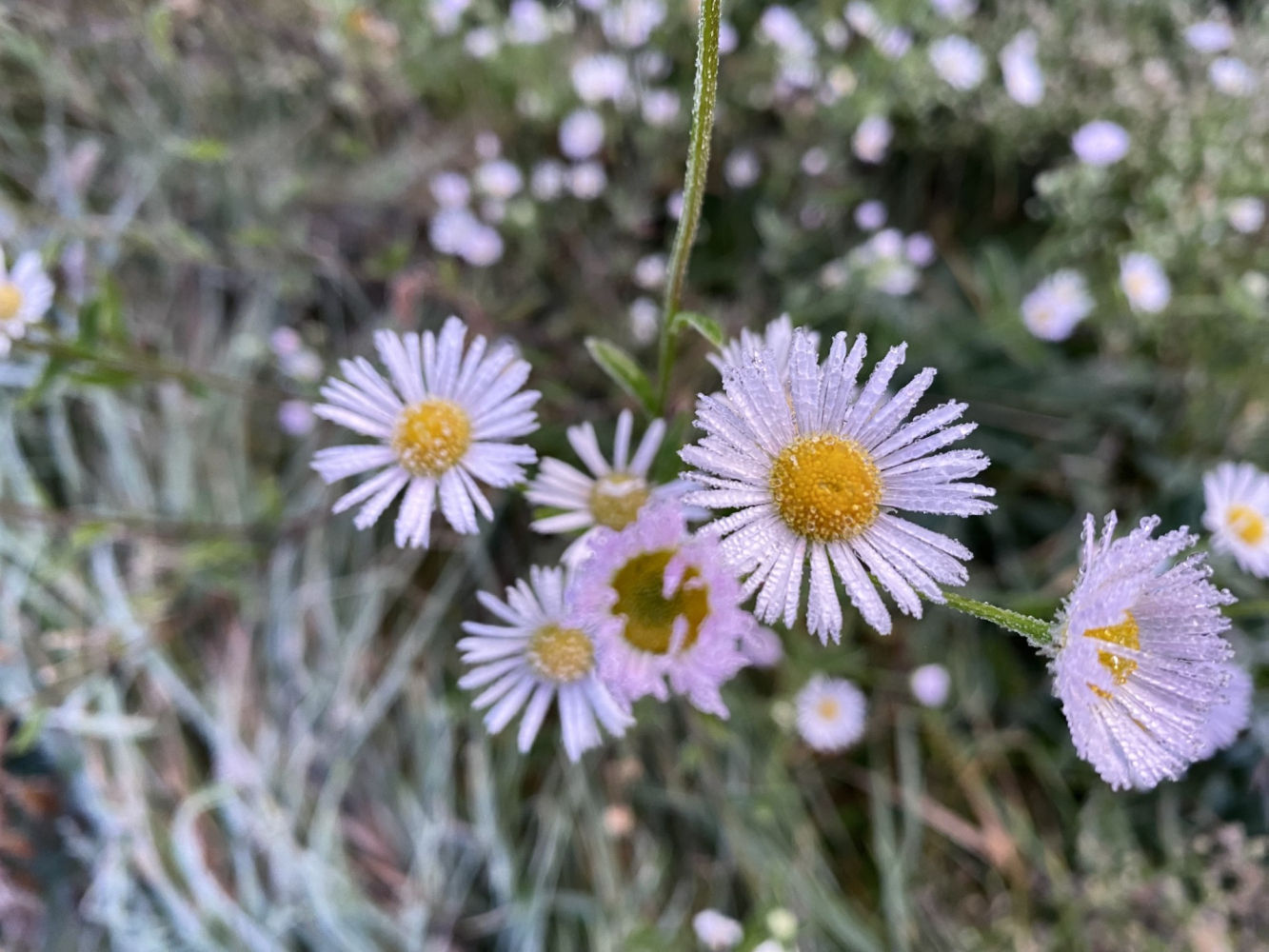 Helada de los ásteres alpinos.