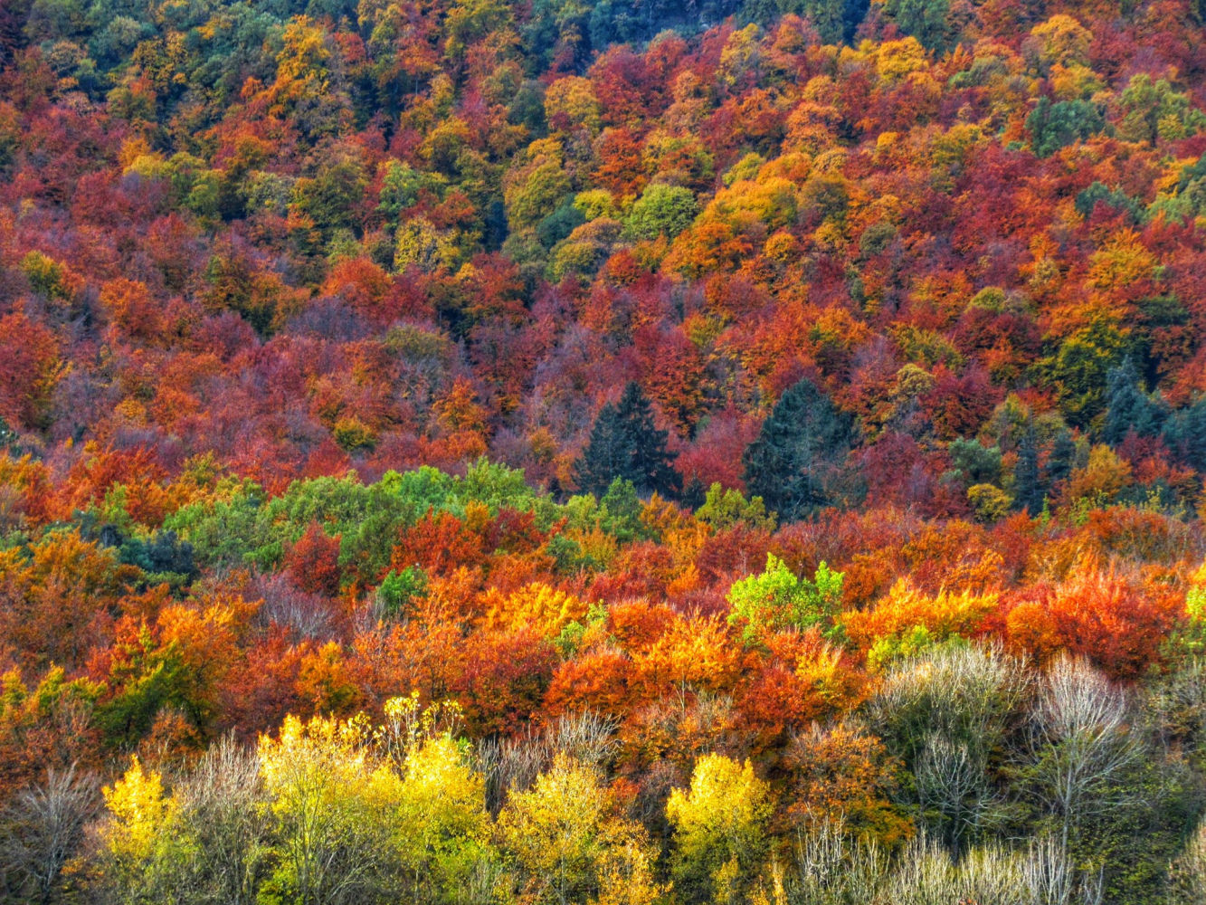 Los colores del otoño en La Garrotxa.
