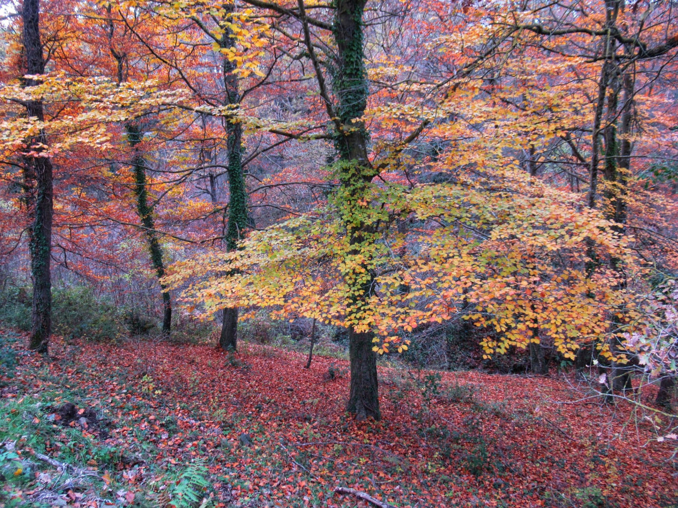 Explorando el otoño en La Garrotxa.