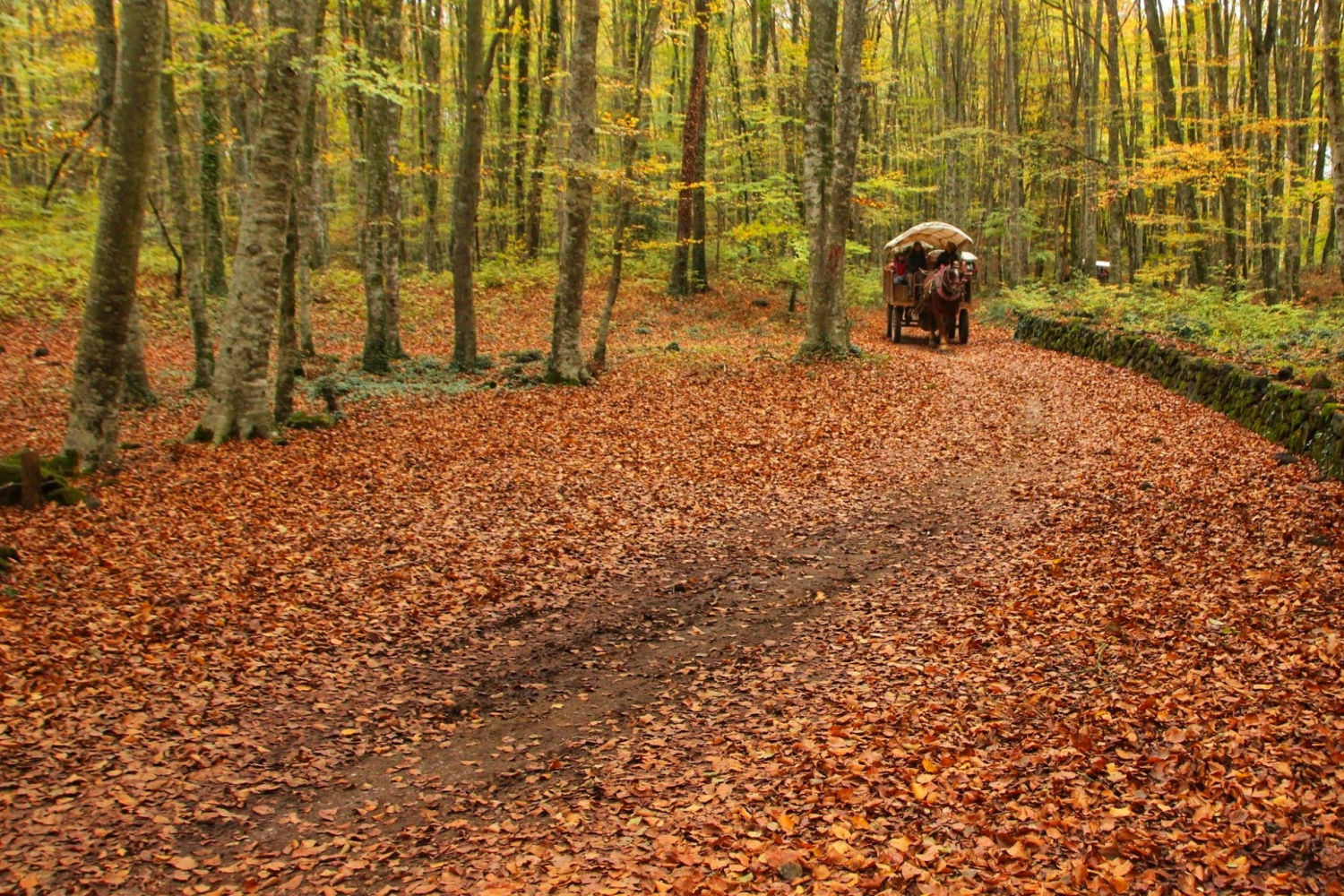 Otoño en La Fageda d'en Jordà.