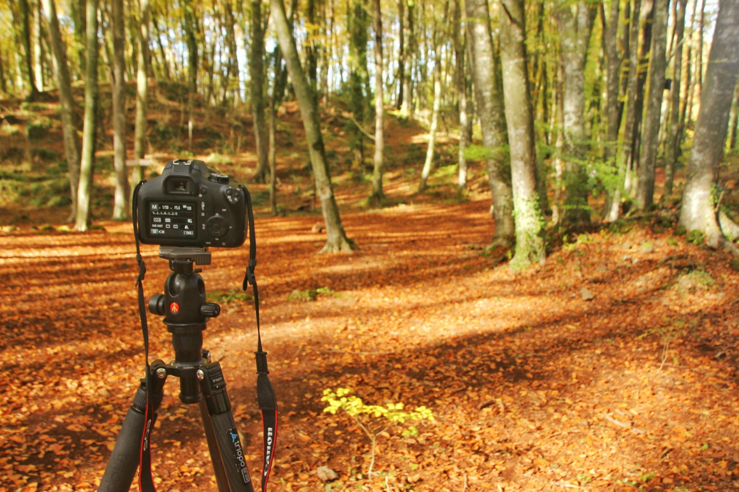 Cámara retratando el otoño de La Garrotxa.
