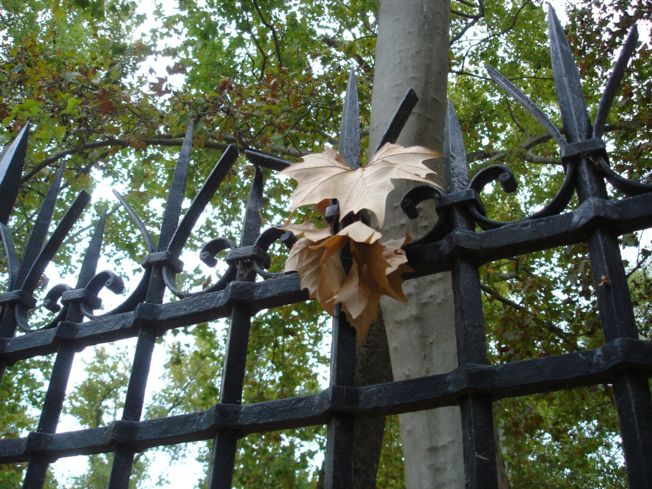 Hojas secas en la verja del parque.