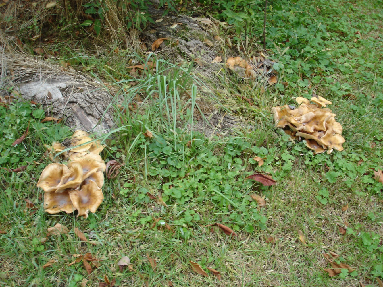 Setas otoñales en un parque de Madrid.