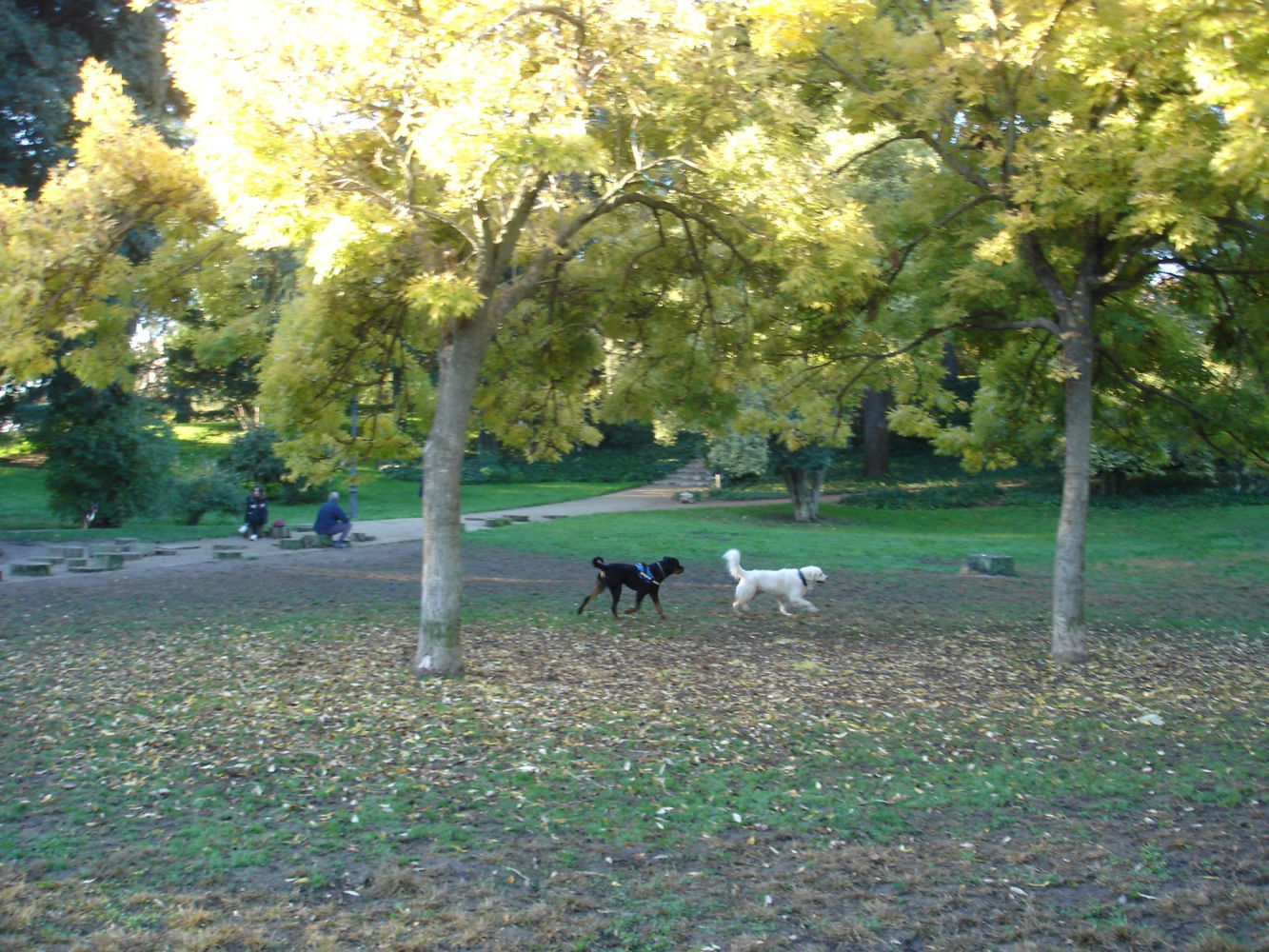 Perros jugando en el parque.