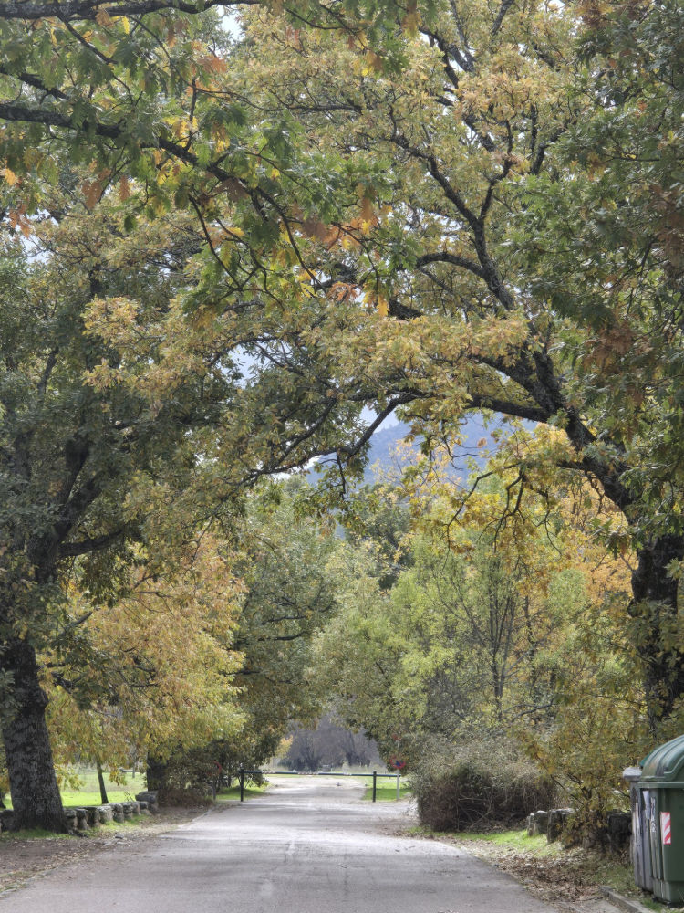 Arboles otoñales en el Escorial
