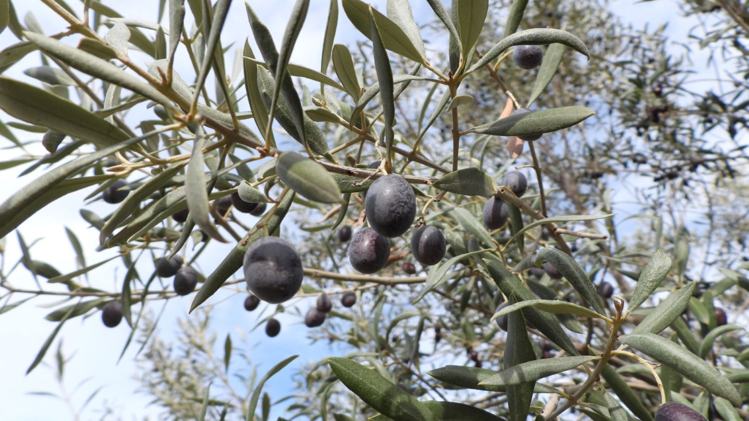 Olivas a punto de la recogida.