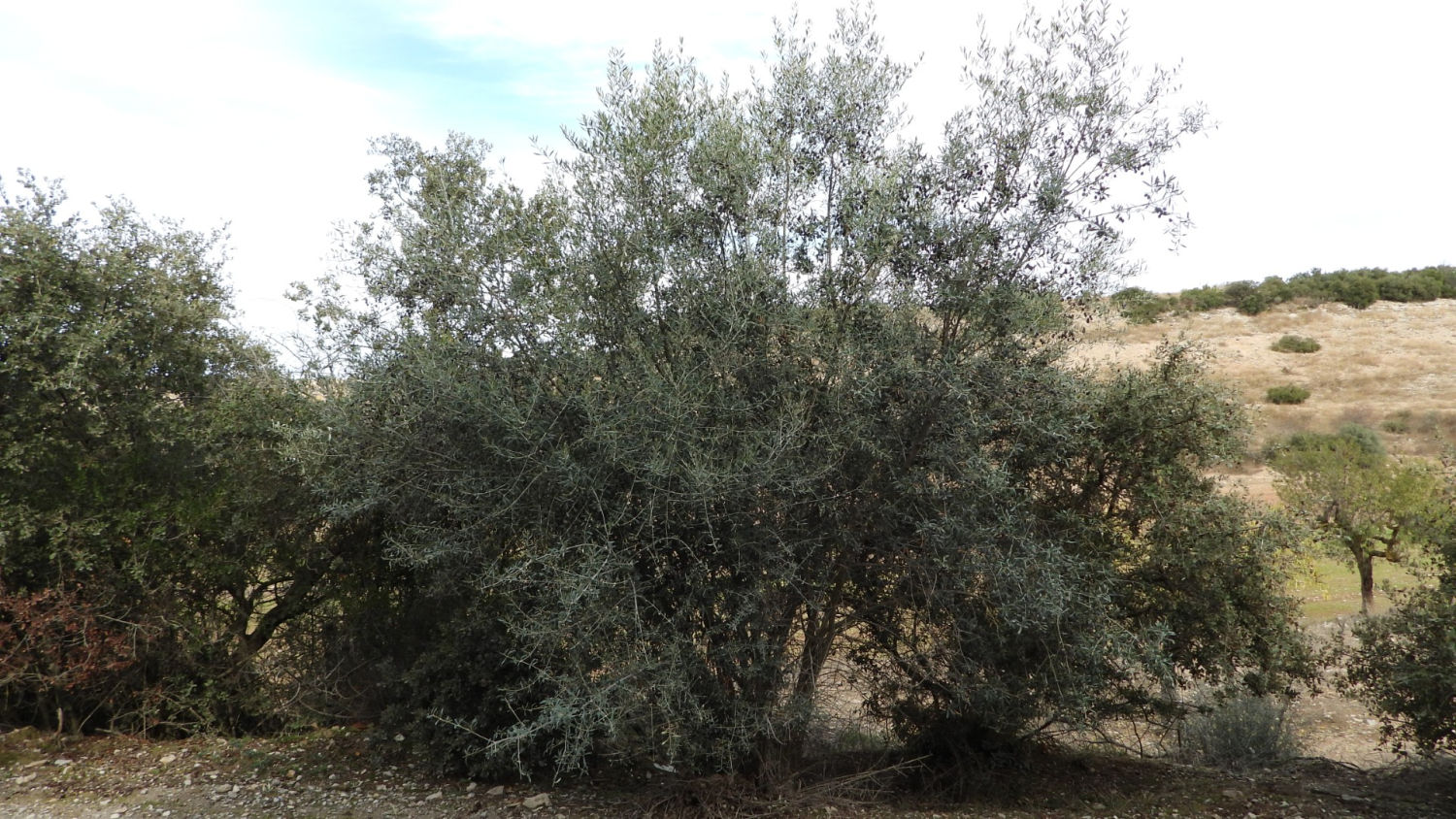Olivos camino del Tossal.