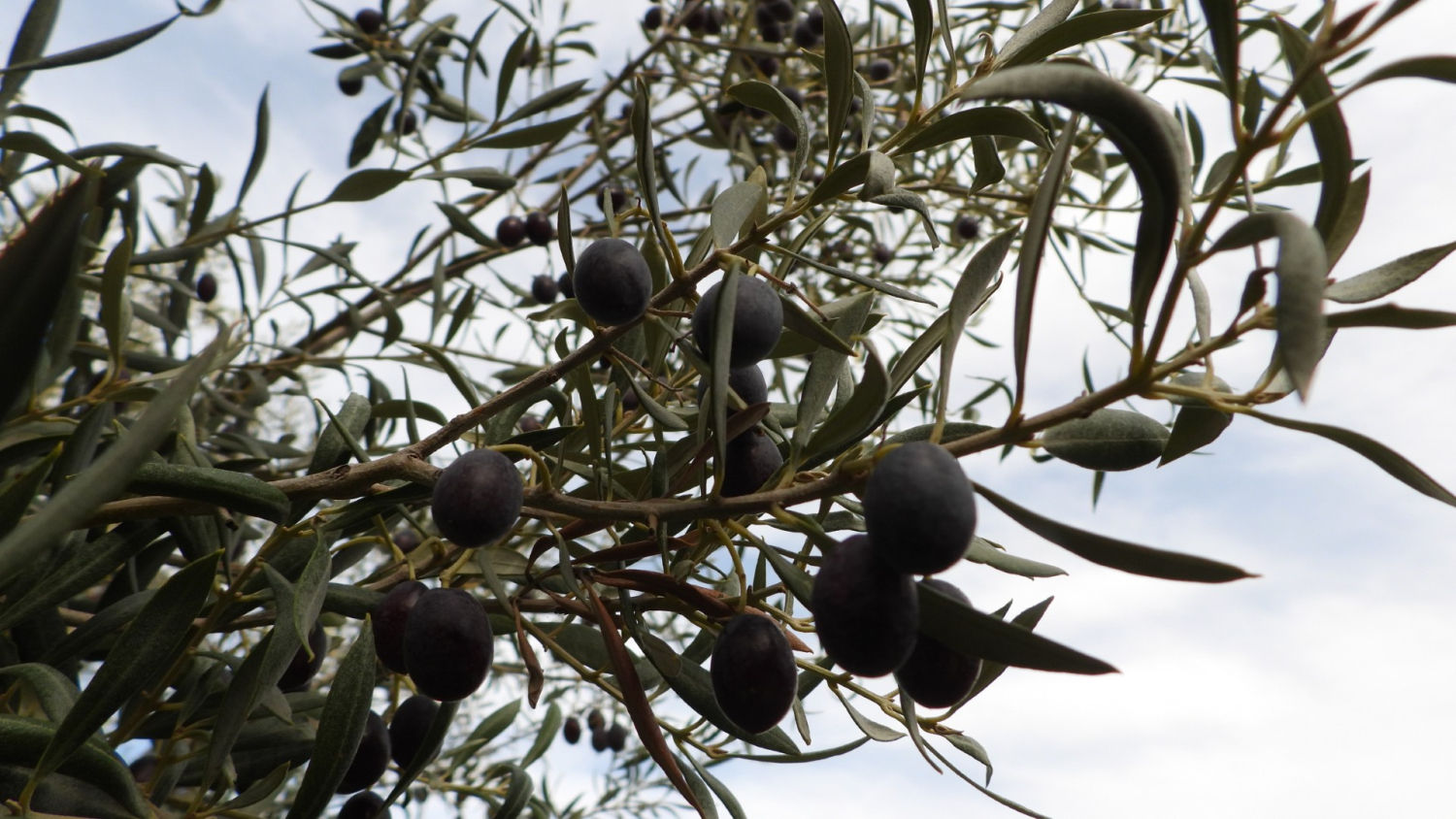 Olivo ya maduro.