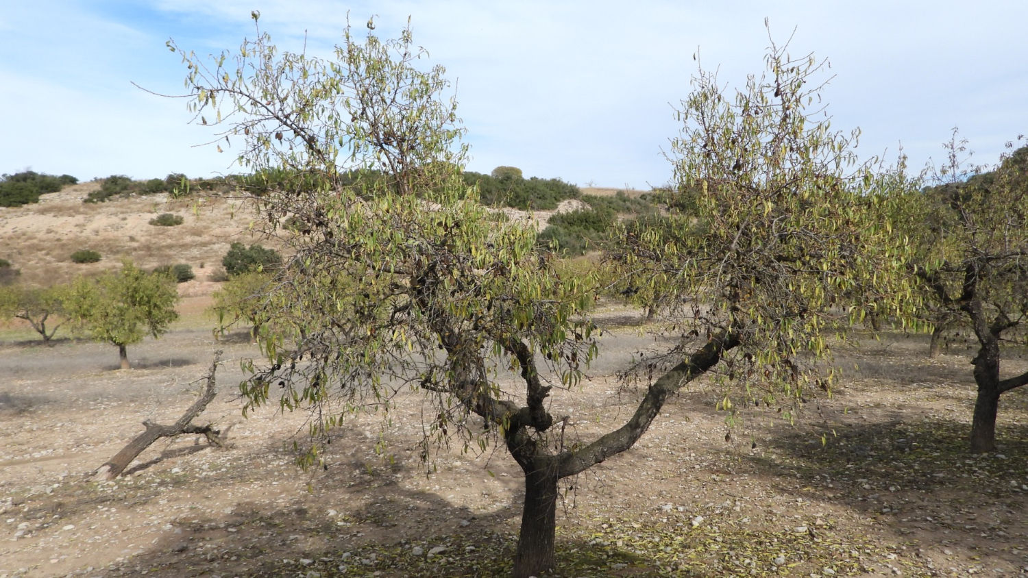 Campo de almendros.