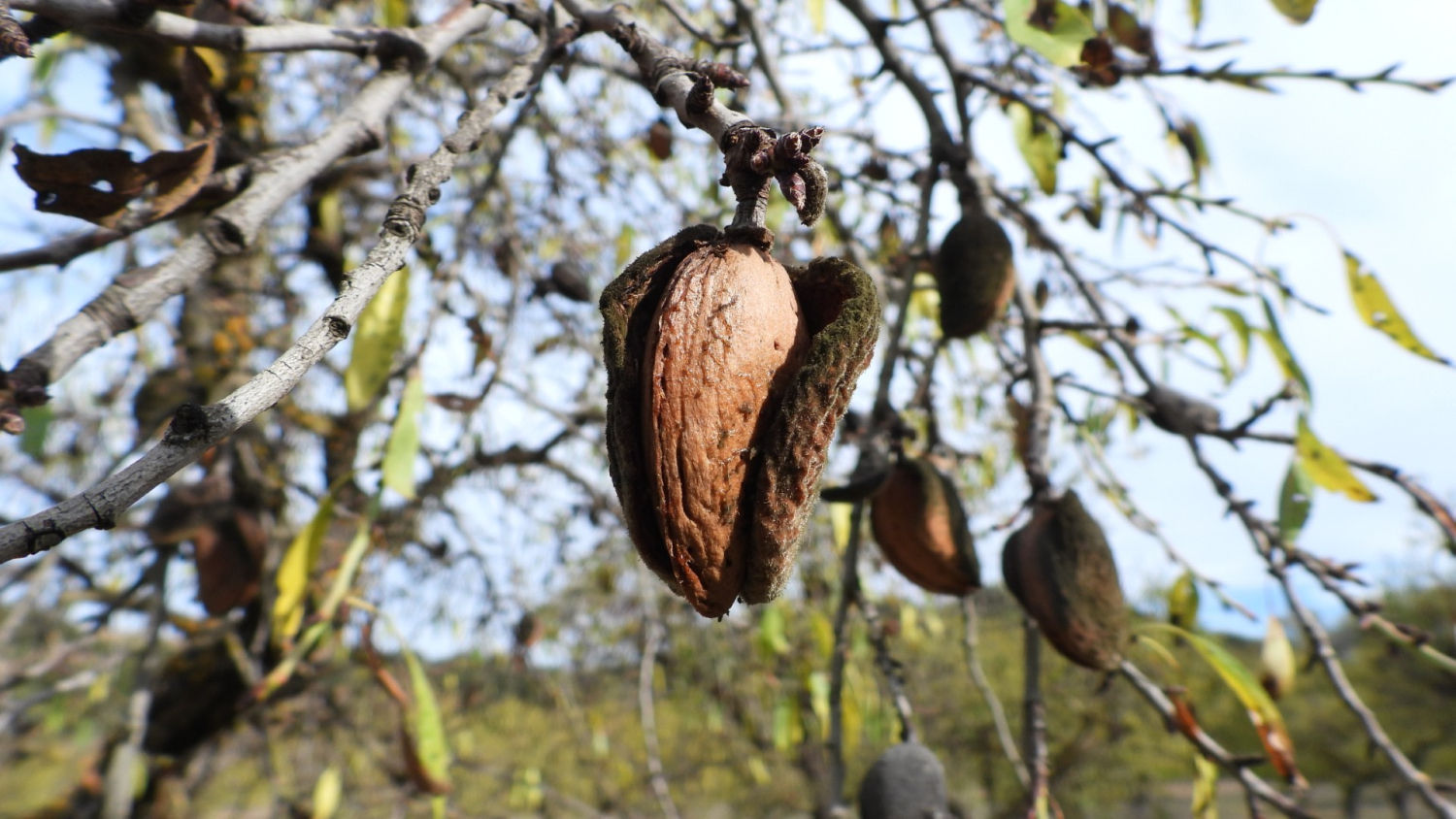 Detalle de las almendras.
