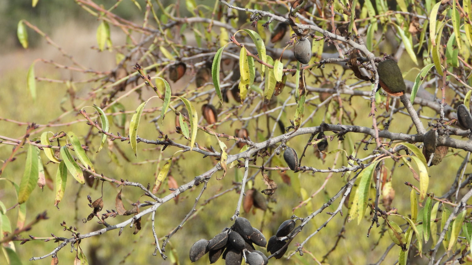 Almendro a punto para la cosecha.