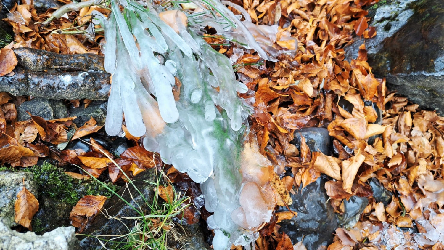 Hielo entre las hojas secas del otoño, en el Montseny.