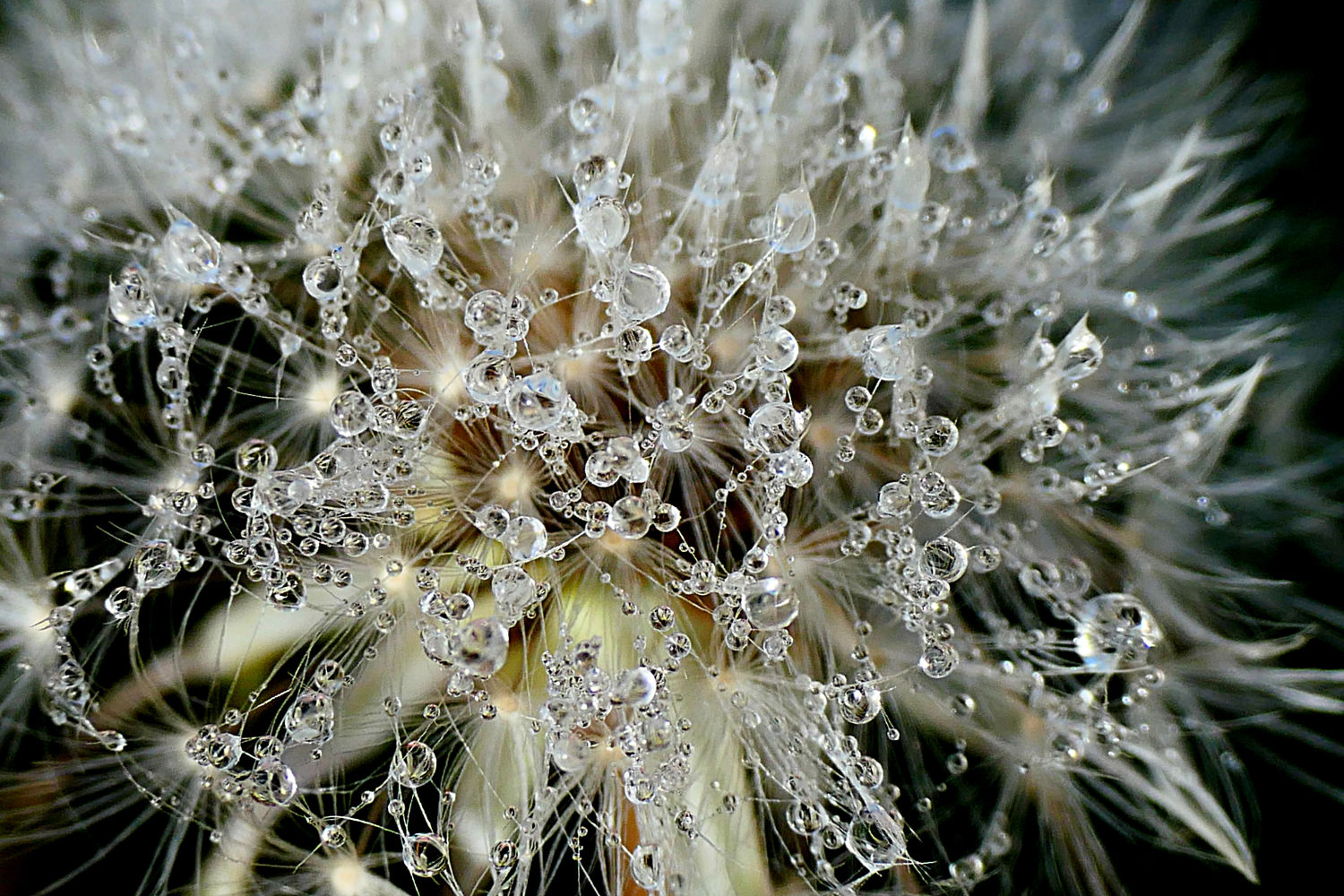 Rocío en el diente de león.