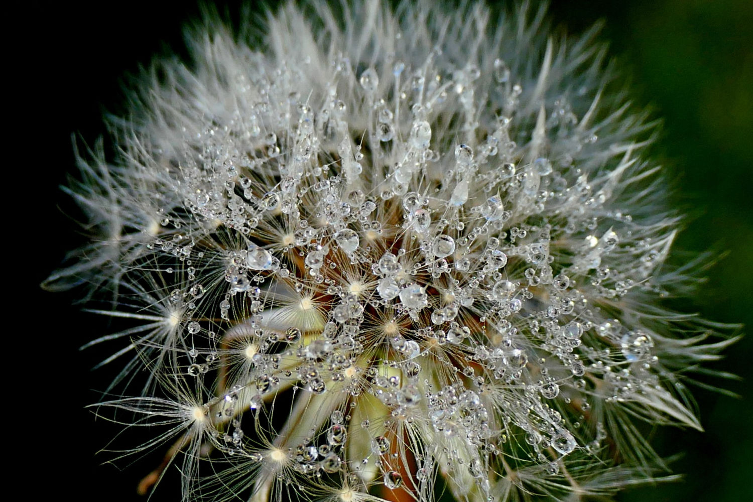Detalle del rocío en el diente de león.