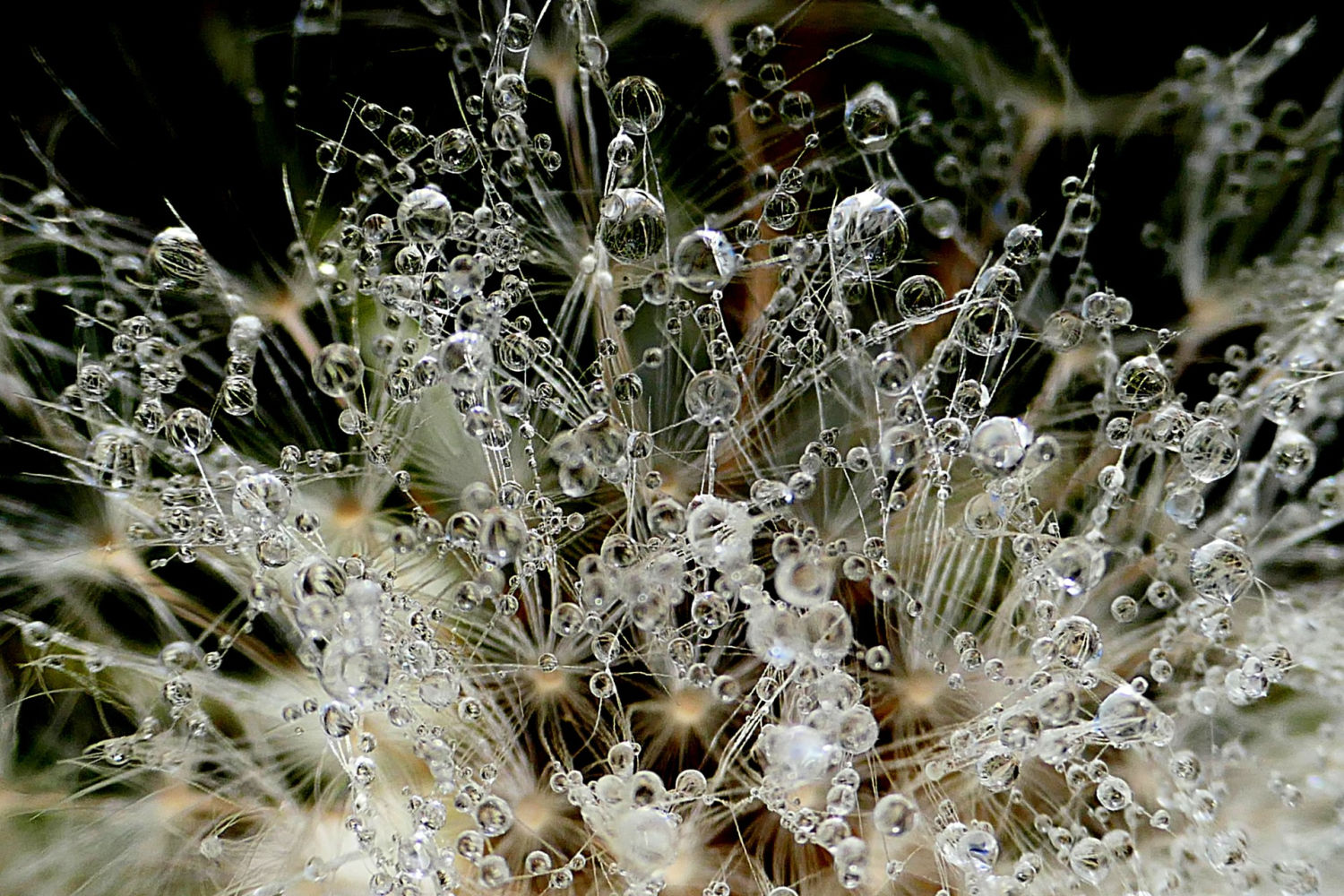 La belleza artística del rocío.