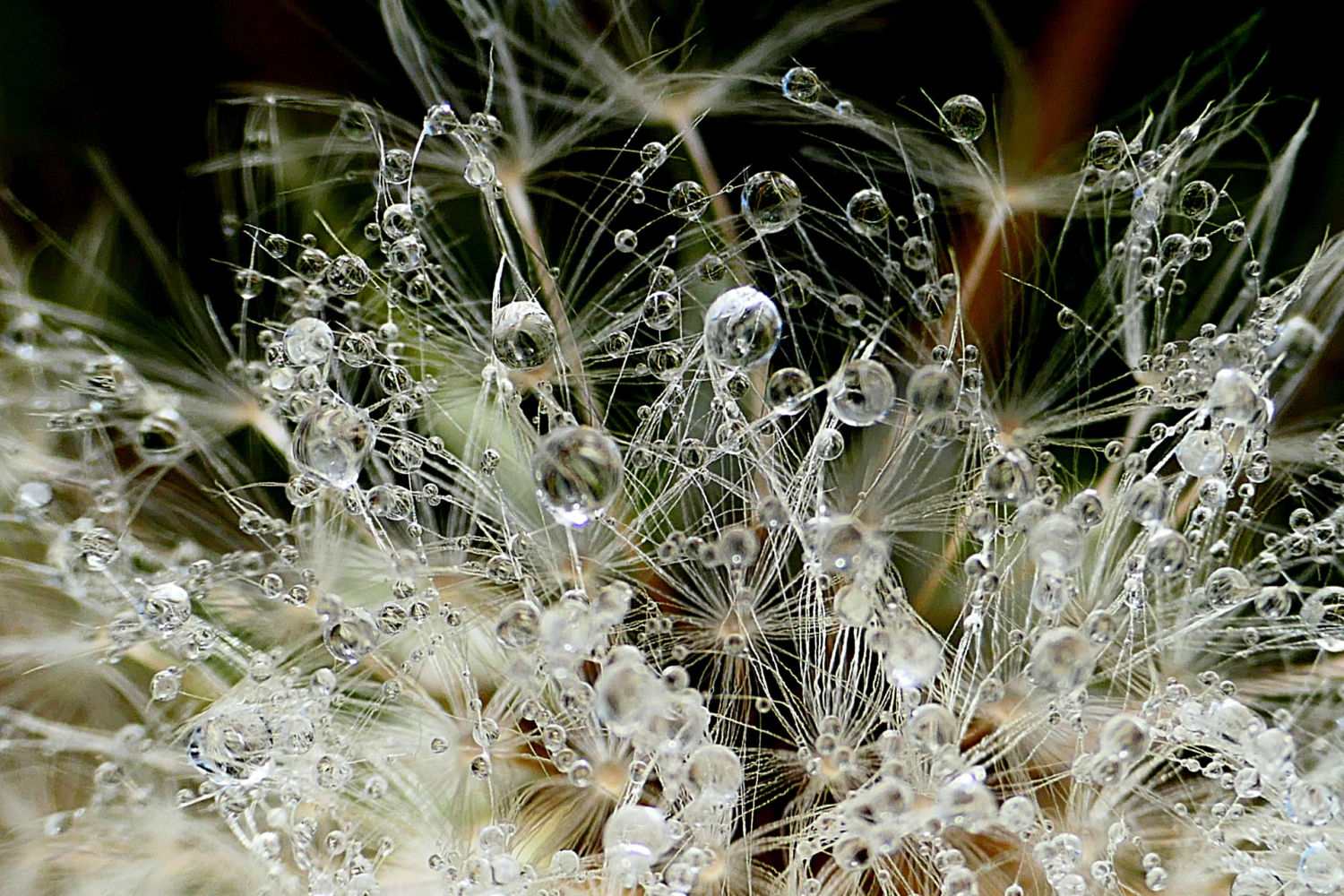 Las gotas del rocío al amanecer.