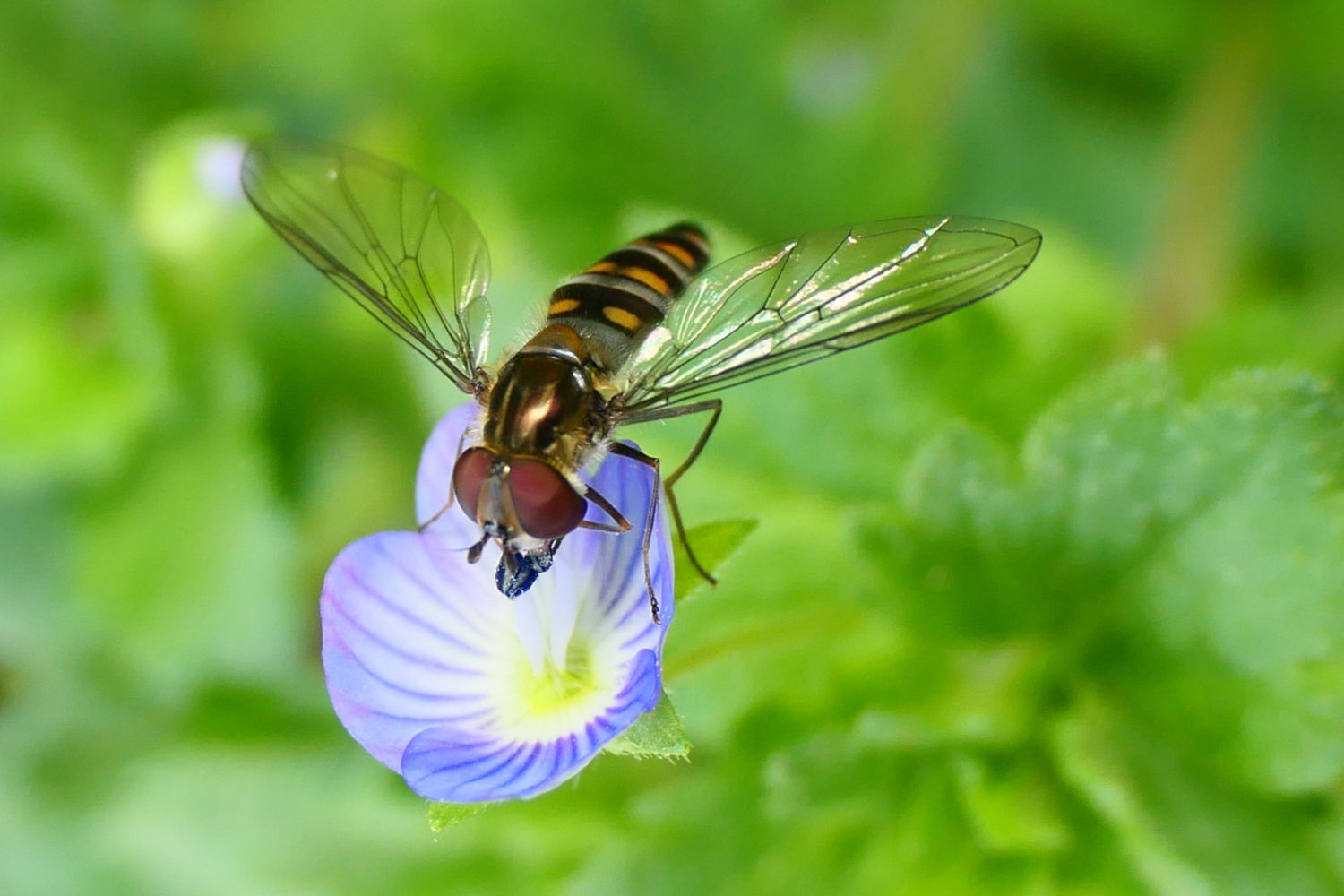 FotoFlash: La mosca cernidora