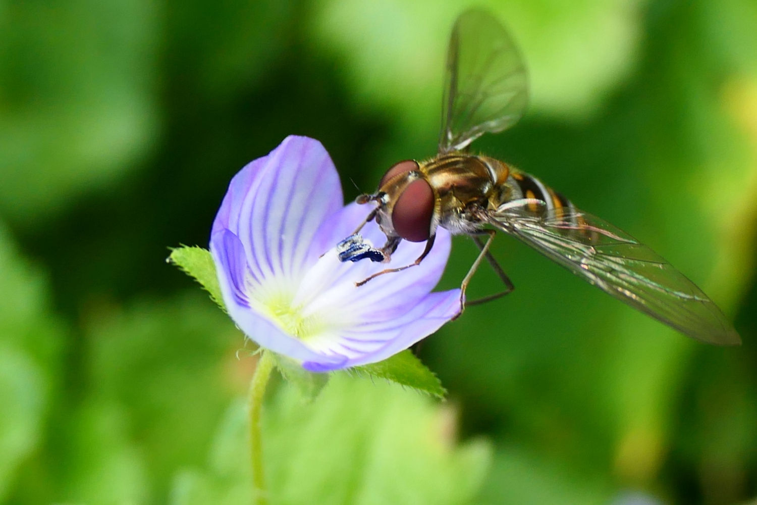 FotoFlash: La mosca cernidora