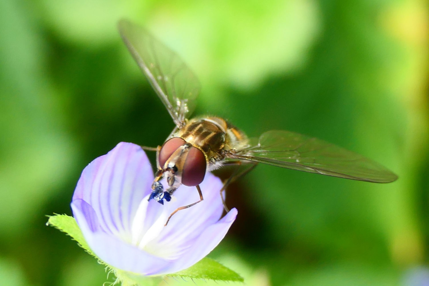 FotoFlash: La mosca cernidora