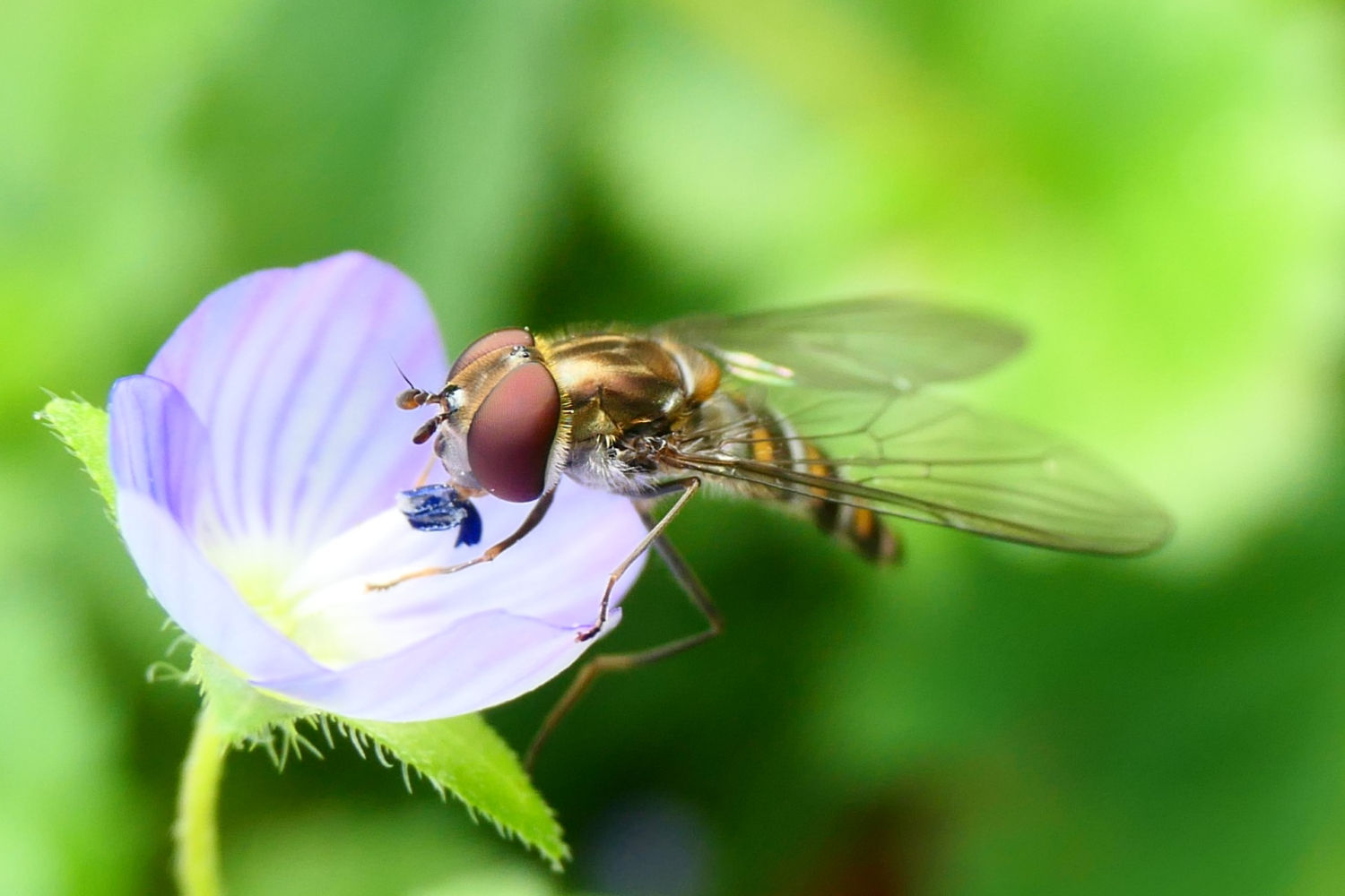 FotoFlash: La mosca cernidora