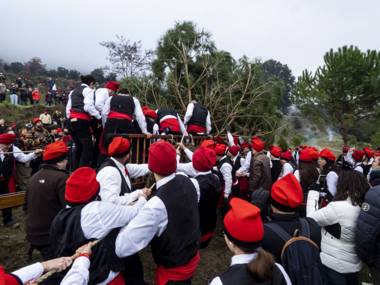 Cargan el pino para ofrecerlo a Santa Coloma