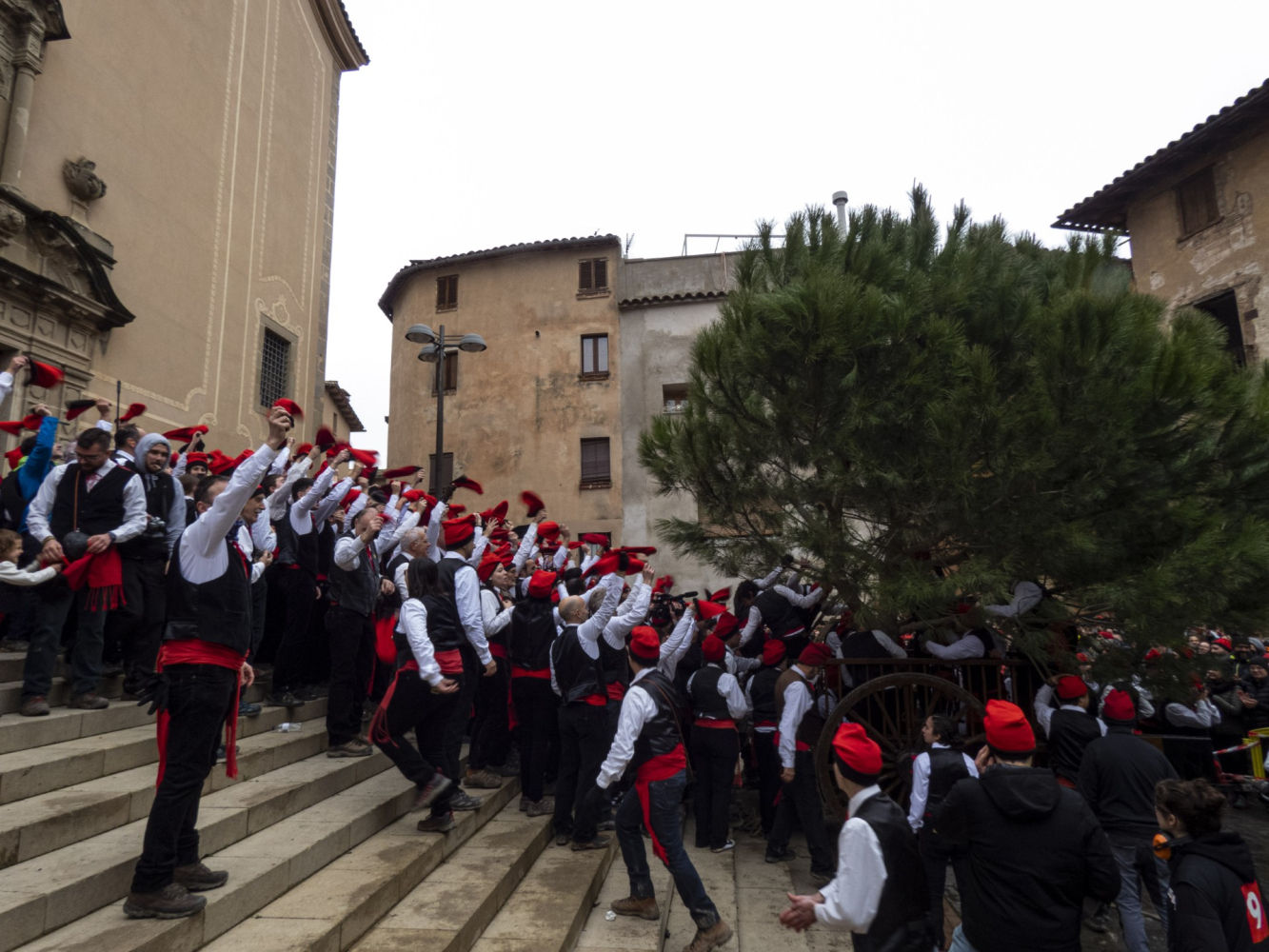 El pino llega a la Plaza Vella de Centelles.