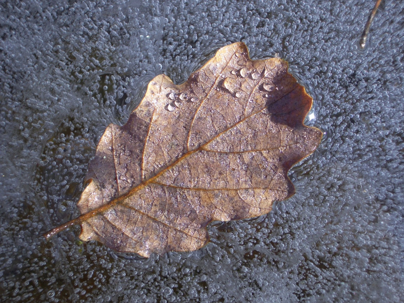 Lluvia, frío y nieve esta semana.