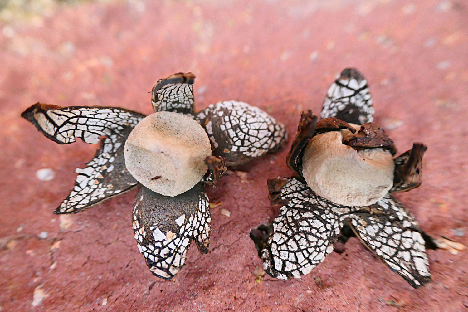 La estrella terrestre.