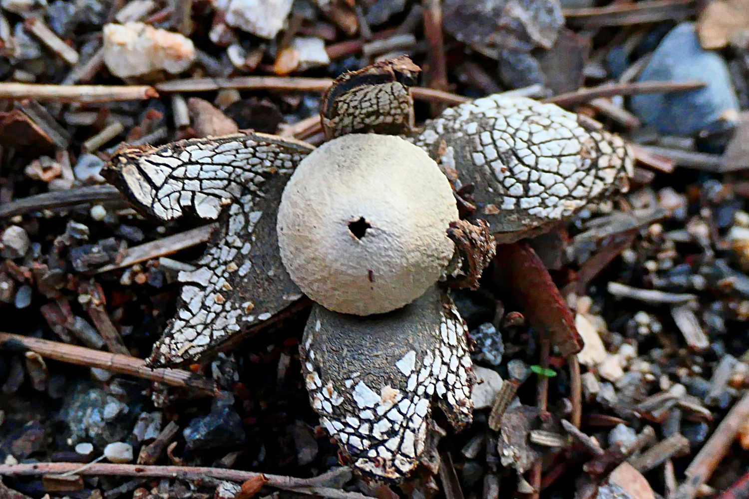 Astraeus hygrometricus