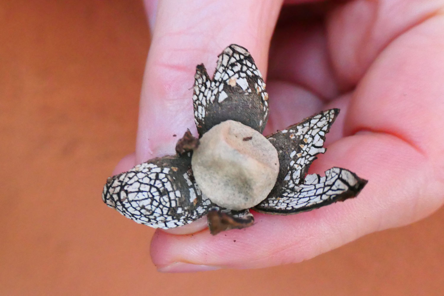 La estrella de tierra higrométrica es un higrómetro natural