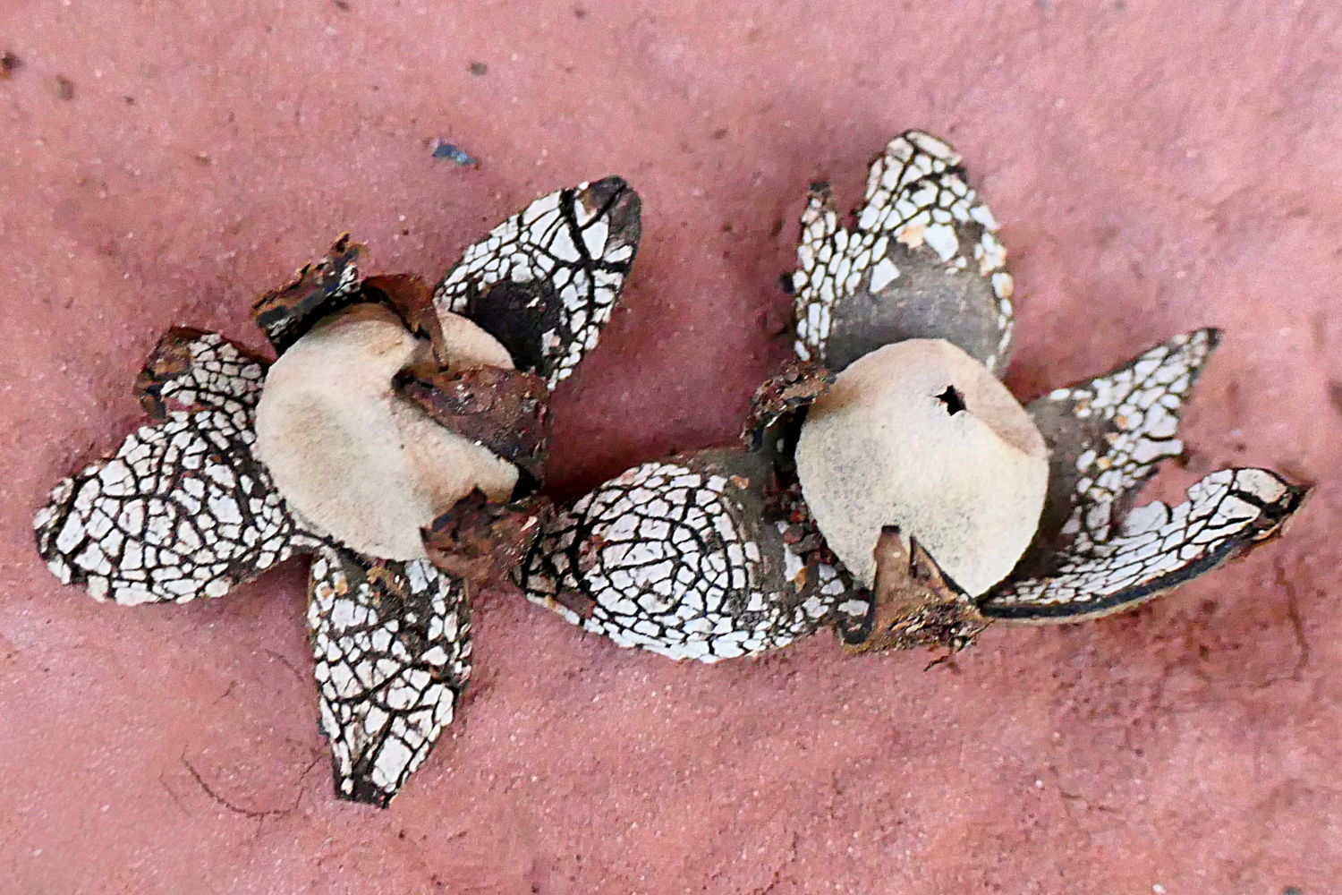 Estrellas de tierra higrométricas en Vilobí d'Onyar