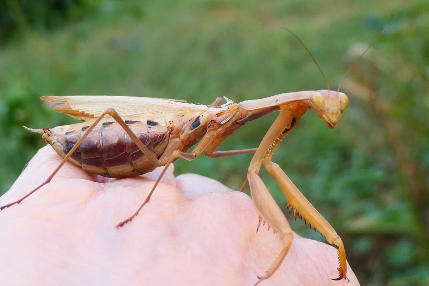 Mantis religiosa hembra.