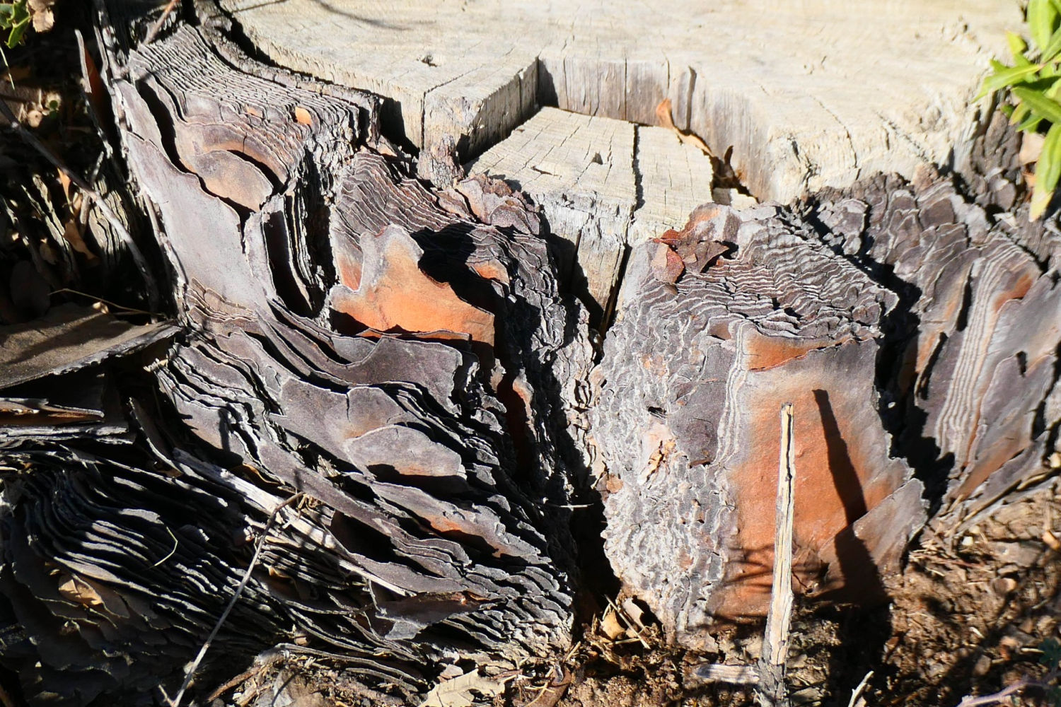 Astillas de tronco de pino donde estaba la ooteca.
