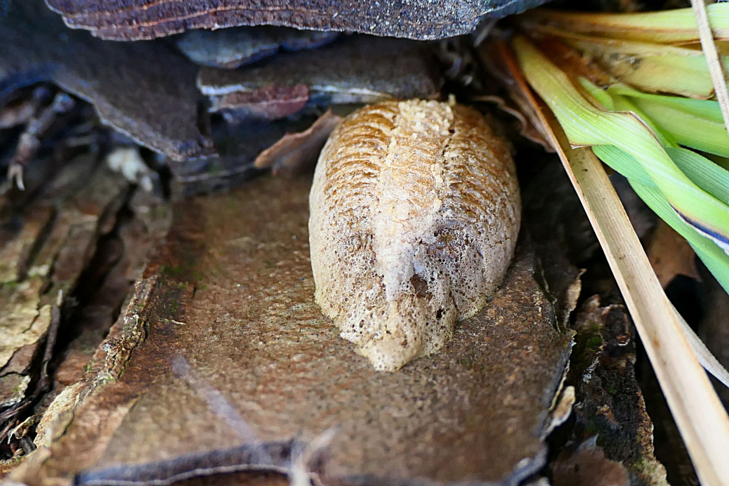 La ooteca de la mantis dentro de la astilla del tronco de un pino.